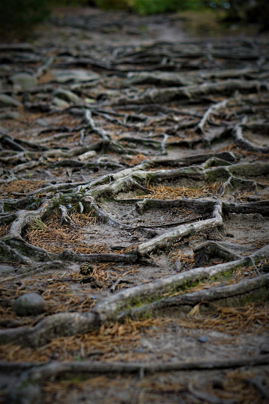 Ginseng: para qué sirve, beneficios y cómo tomarlo